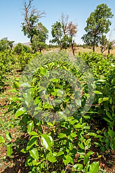 Shrubs with leaves of khat