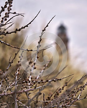 Shrubs with lighthouse in the background near Prerow, Fischland-Darss-Zingst