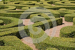 Shrubs Maze