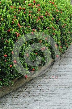 Shrubs of red Ixora