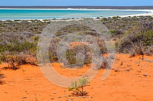 Shell Beach - Denham