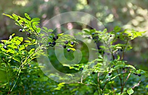 Shrubs with ripe fruit wild bilberries in forest in sunlight