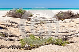 Shell Beach - Denham