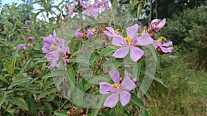 Shrubs, shrubs, flowering plants thrive in gardens with a tropical climate photo