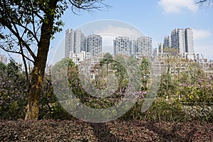 Shrubs and trees in the city at sunny spring noon