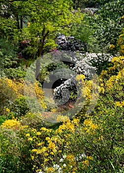 Shrubs and trees, including colourful rhododendrons, growing in The Dell, by the lake at Leonardslee Gardens, Sussex UK