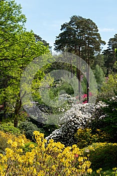 Shrubs and trees, including colourful rhododendrons, growing in The Dell, by the lake at Leonardslee Gardens, Sussex UK