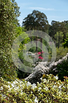 Shrubs and trees, including colourful rhododendrons, growing in The Dell, by the lake at Leonardslee Gardens, Sussex UK photo