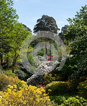 Shrubs and trees, including colourful rhododendrons, growing next to the lake in spring at Leonardslee Gardens, Sussex UK