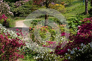 Shrubs and trees, including colourful rhododendrons, growing next to the lake in spring at Leonardslee Gardens, Sussex UK