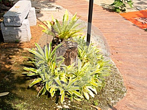 Shrubs beside the walkway