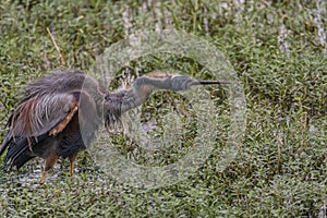 Shrug off: Ardea purpurea or the Purple heron feathers