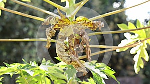 shrunken dried papaya leaf