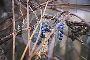 Shrunken overripe blue grapes on a branch