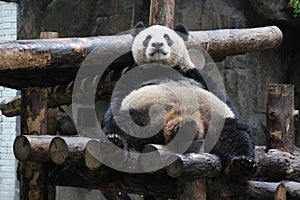 Shubby Panda photo