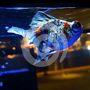 Shubunkin Japanese goldfish in aquarium