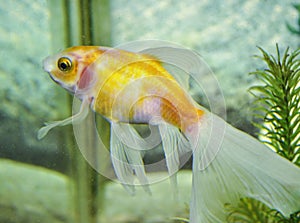 Shubunkins single tailed fancy goldfish swimming in planted aquarium