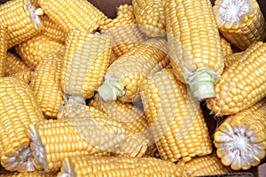 Shucked corn on the cob