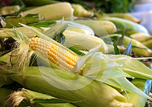 Shucked Ear of Corn in Farmers Market photo