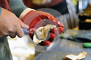 Shucking an oyster