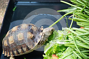 Shuka turtles are walking to eat vegetables.