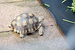 Shuka turtles is walking to eat vegetables.