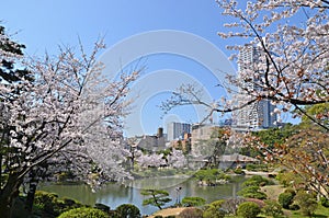 Shukkeien Garden in Central Hiroshima