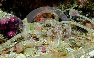 Shultz or guilded pipefish with triplefin blenny red sea photo