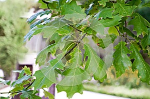 Shumard Oak, Quercus Shumardii