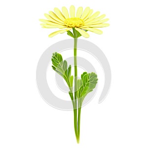 Shungiku microgreens Chrysanthemum coronarium delicate green leaves with a hint of yellow neatly displayed Microgreen