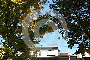 shutter through branch shade to house and balcony