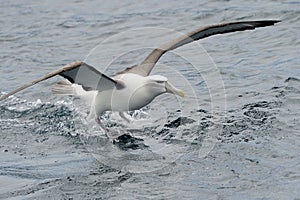 Shy Albatross