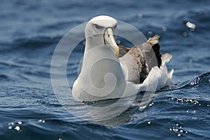 Shy Albatross photo