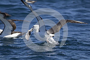 Shy Albatross