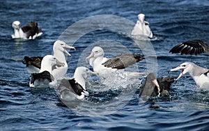 Shy Albatross, Antarctic Giant-Petrel, Zuidelijke Reuzenstormvogel, Witkapalbatros, Thalassarche cauta, Macronectes giganteus. photo