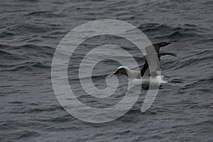 Shy albatross sitting on ocean surface
