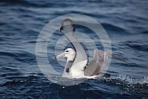 Shy Albatross, Witkapalbatros, Thalassarche cauta