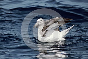 Shy Albatross, Witkapalbatros, Thalassarche cauta