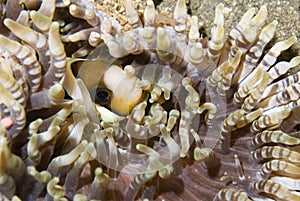 Shy anemone fish