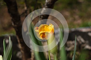 `Shy Baby` low key garden with red yellow and orange tulip