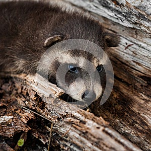 Shy Baby Raccoon (Procyon lotor)