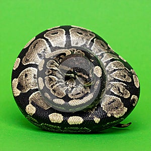 Ball Python Curled into a Protective Ball on Green Background