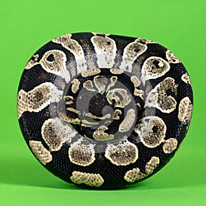 Coiled Ball Python in a Defensive Posture