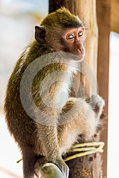 Shy beautiful little monkey