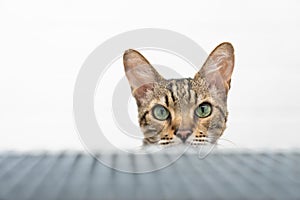 shy bengal cat hiding behind staircase