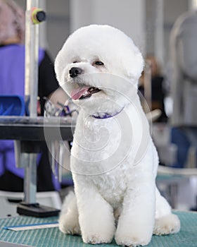 Shy bichon frise sits on a grooming table after a haircut by breed