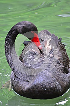 Shy black swan