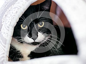 A shy black and white Tuxedo cat with dilated pupils photo