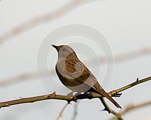 Shy Brown Dunnock, Prunella modularis, perched on Spring time budding rose branch