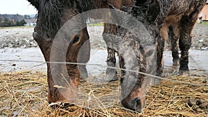 Shy brown thoroughbred eats hay. Endurance horse farm. Strong, fast and wiry stallion for endurance races.